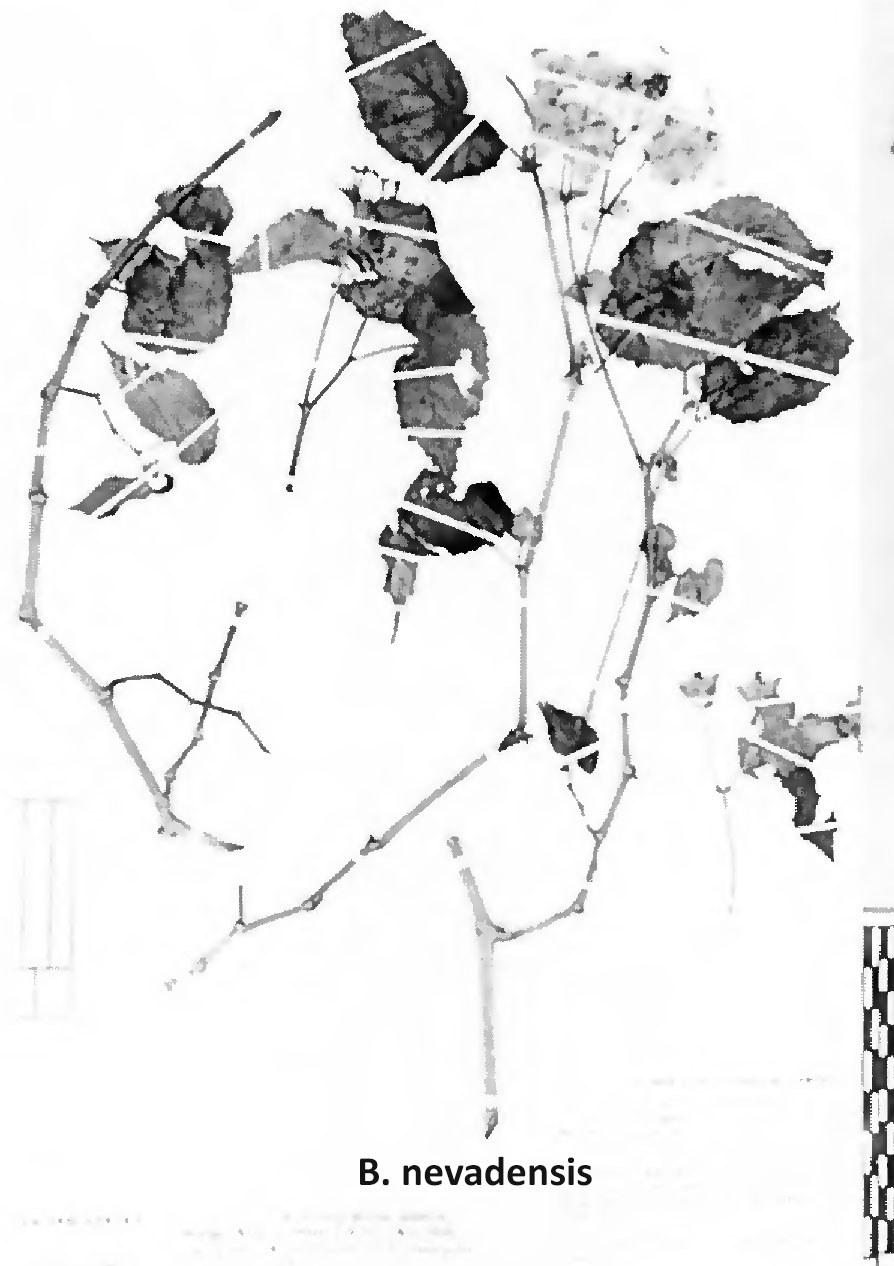 B. nevadensis